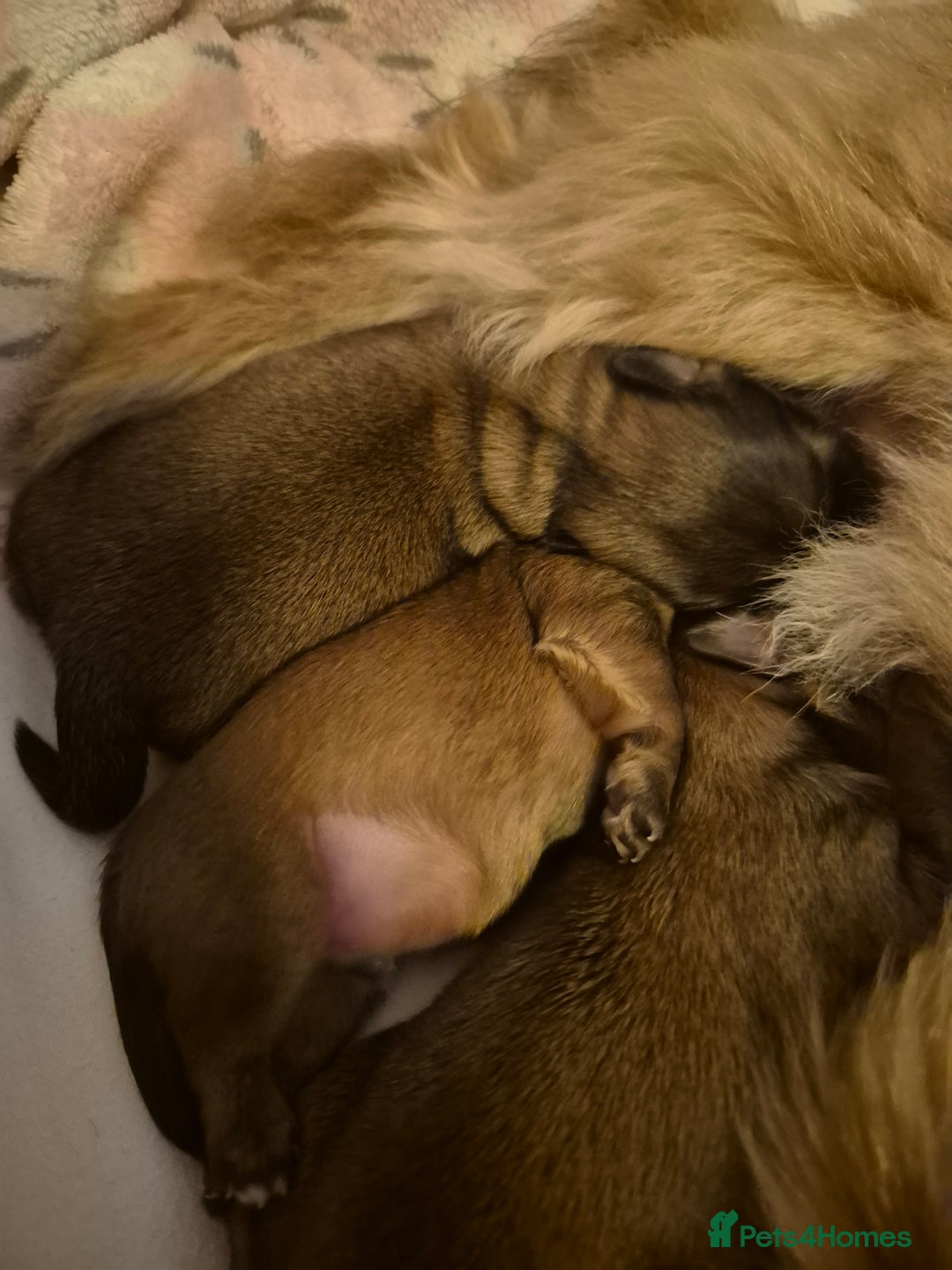 Mixed Breed dogs for sale: Lhasa-apso x Pomeranian pups - Advert 3