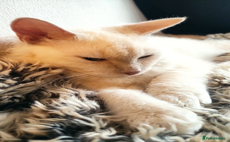 LaPerm cats Adorable teddy bear curly LaPerm GCCF reg - Advert 1