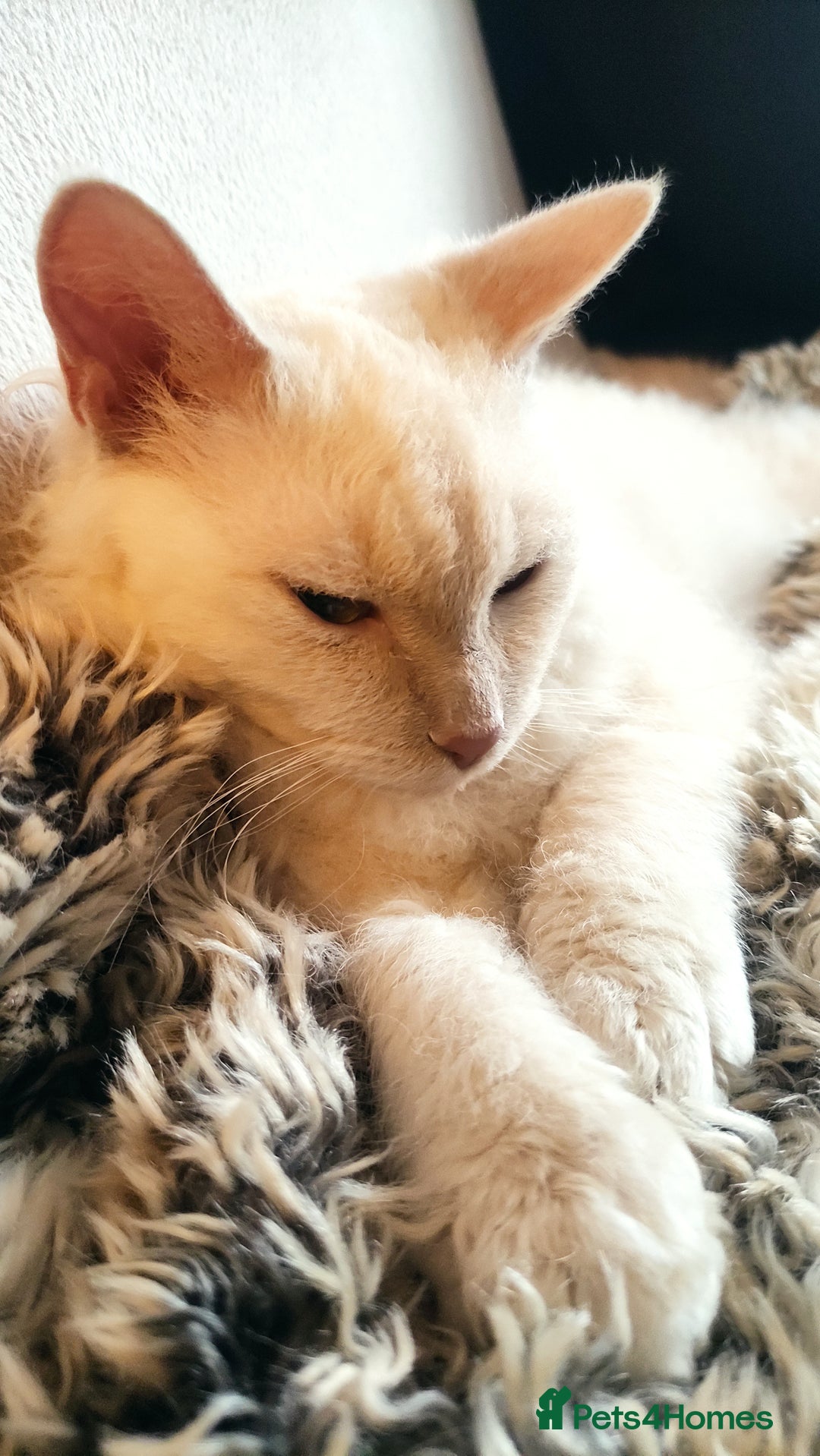 LaPerm cats for sale: Adorable teddy bear curly LaPerm GCCF reg - Advert 1