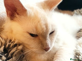 LaPerm cats Adorable teddy bear curly LaPerm GCCF reg - Advert 4