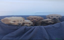Cockapoo dogs for sale: PRA Clear show type cockapoo puppies  - Image 5