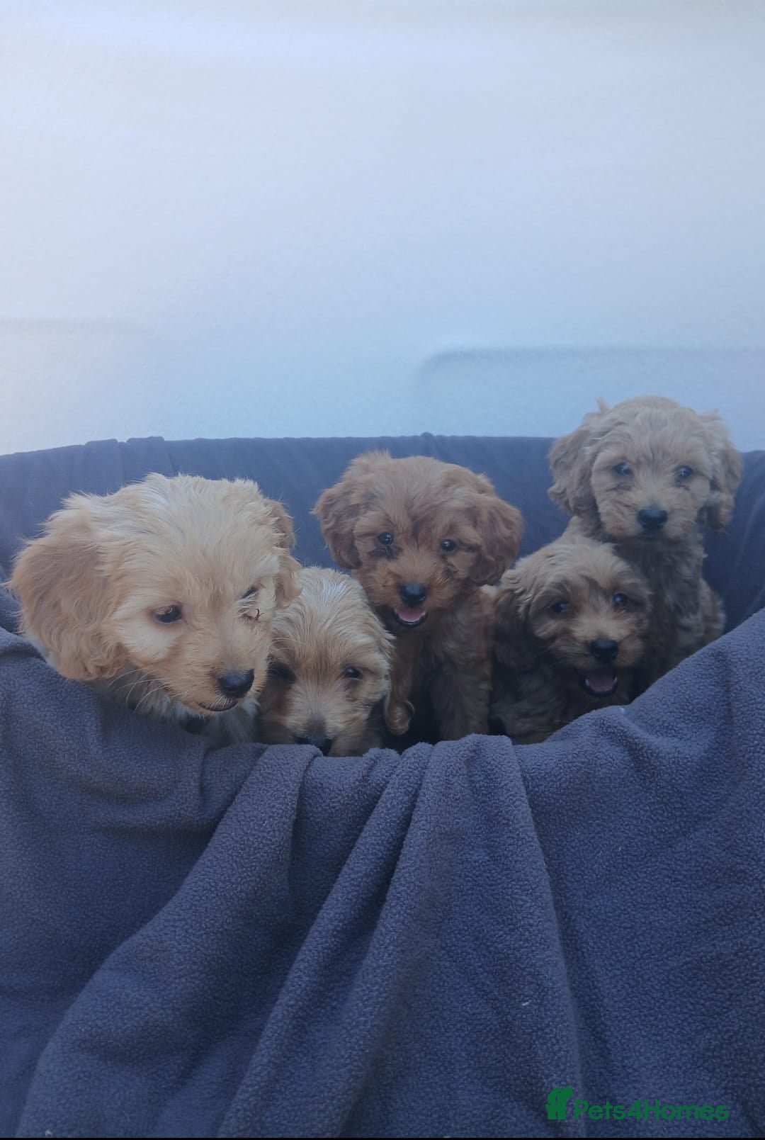 Cockapoo dogs for sale: PRA Clear show type cockapoo puppies  - Image 5