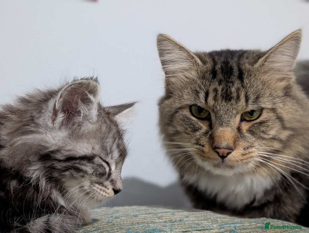 Maine Coon cats for sale: One Maine Coon silver tabby boy left. Ready now!  - Image 4