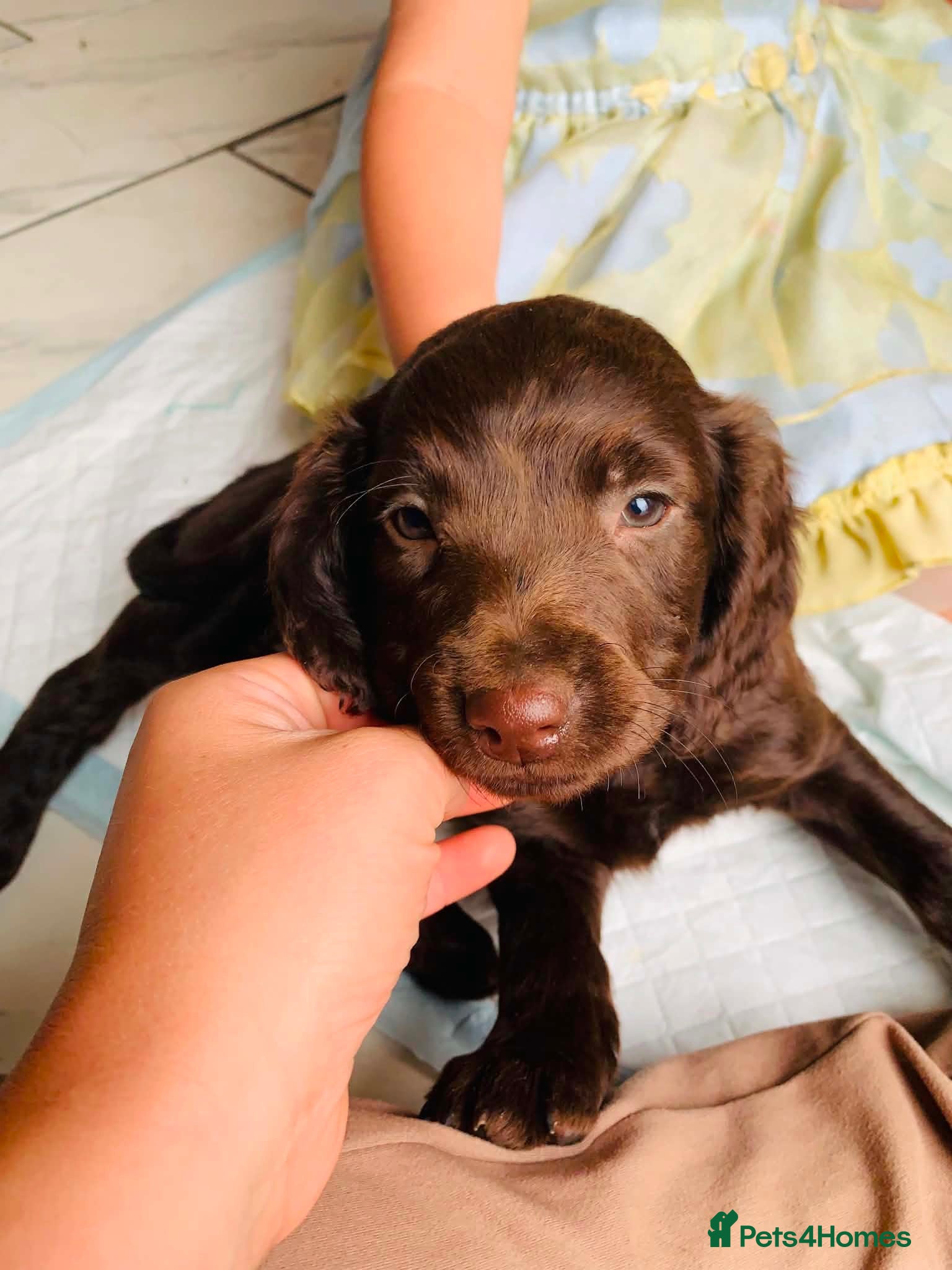 Sprocker dogs Stunning F2 sprocker spaniel puppies !  - Advert 1