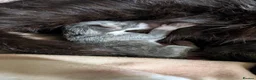 Mixed Breed cats for sale: Pretty mixed litter of kittens. - Advert 1