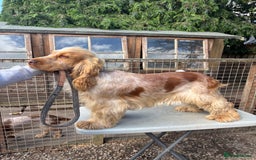 Cocker Spaniel dogs for sale: Show cocker spaniel pups  - Image 17