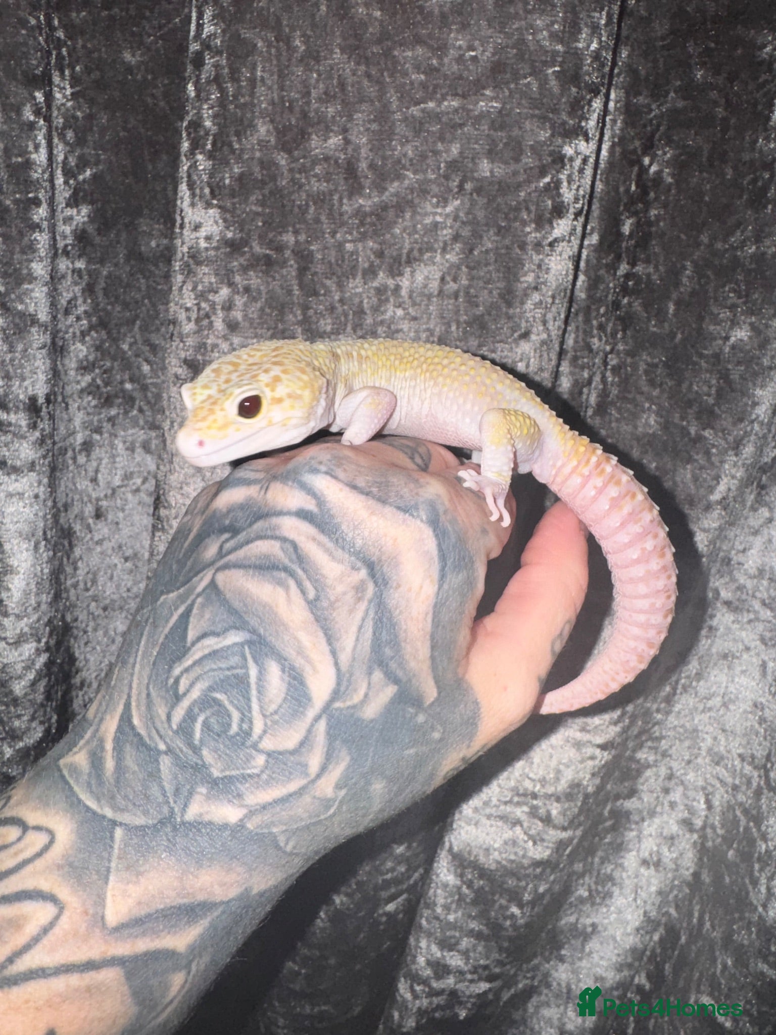 Leopard Gecko reptiles Super Giant Mack Snow Tremper  - Advert 7