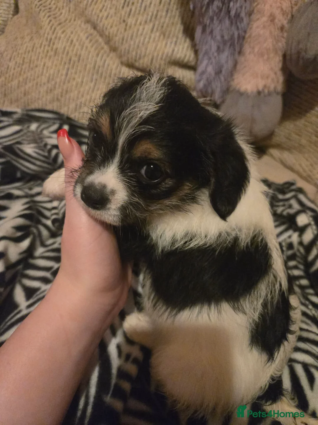 Mixed Breed dogs for sale: Cavachon x jug pups for sale ready now  - Advert 21