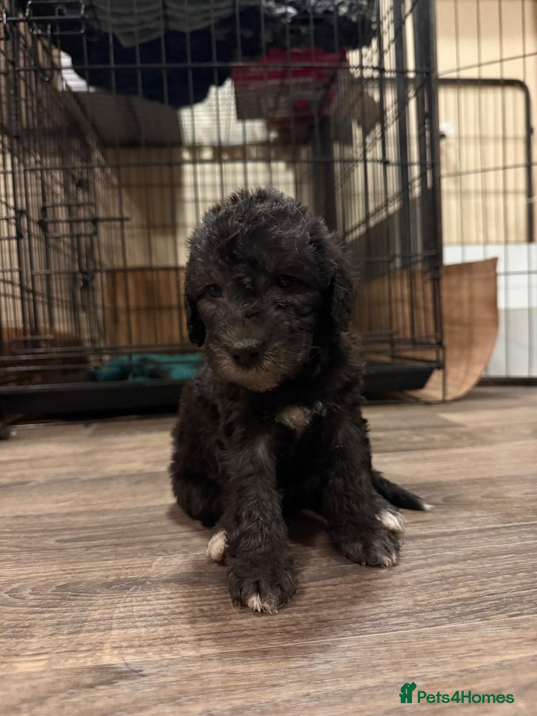 Bedlington Terrier dogs for sale: Champion Sired KC Reg Bedlington Terrier Puppies  - Advert 14