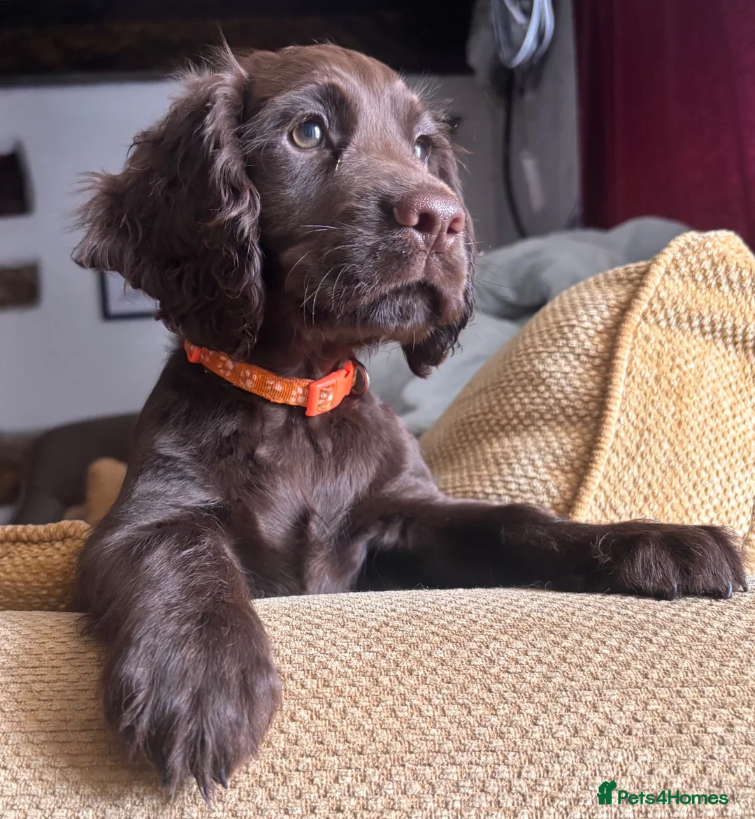 Cocker Spaniel dogs for sale: Working cocker spaniels for sale - Advert 4