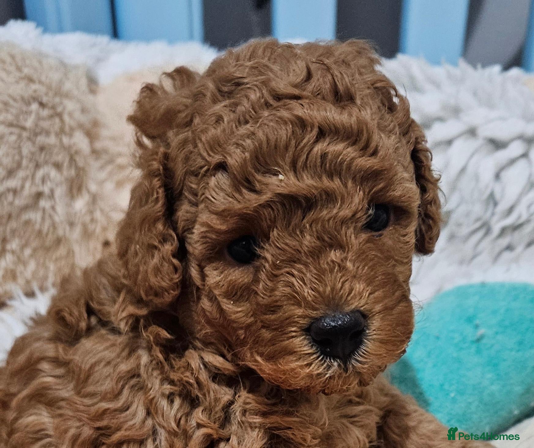 Toy Poodle dogs Licensed breeder, kc fox red toy poodles - Advert 1