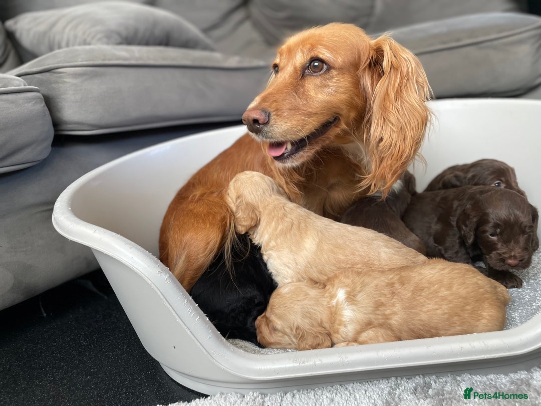 Cockapoo dogs for sale: F1 cockapoo p,r.a clear test - Image 36