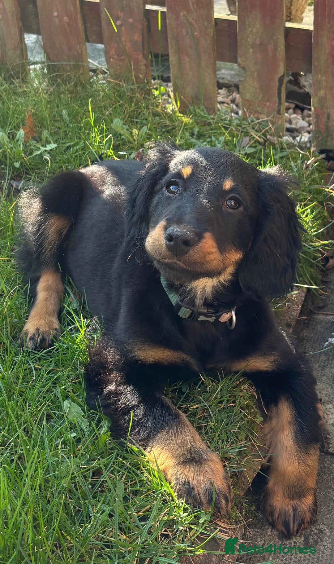 Cocker Spaniel dogs for sale: 7 month old cocker spaniel  - Image 1