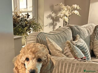 Miniature Poodle dogs - Advert 29