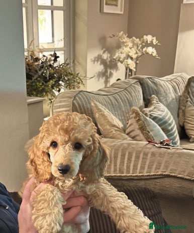 Miniature Poodle dogs - Advert 1