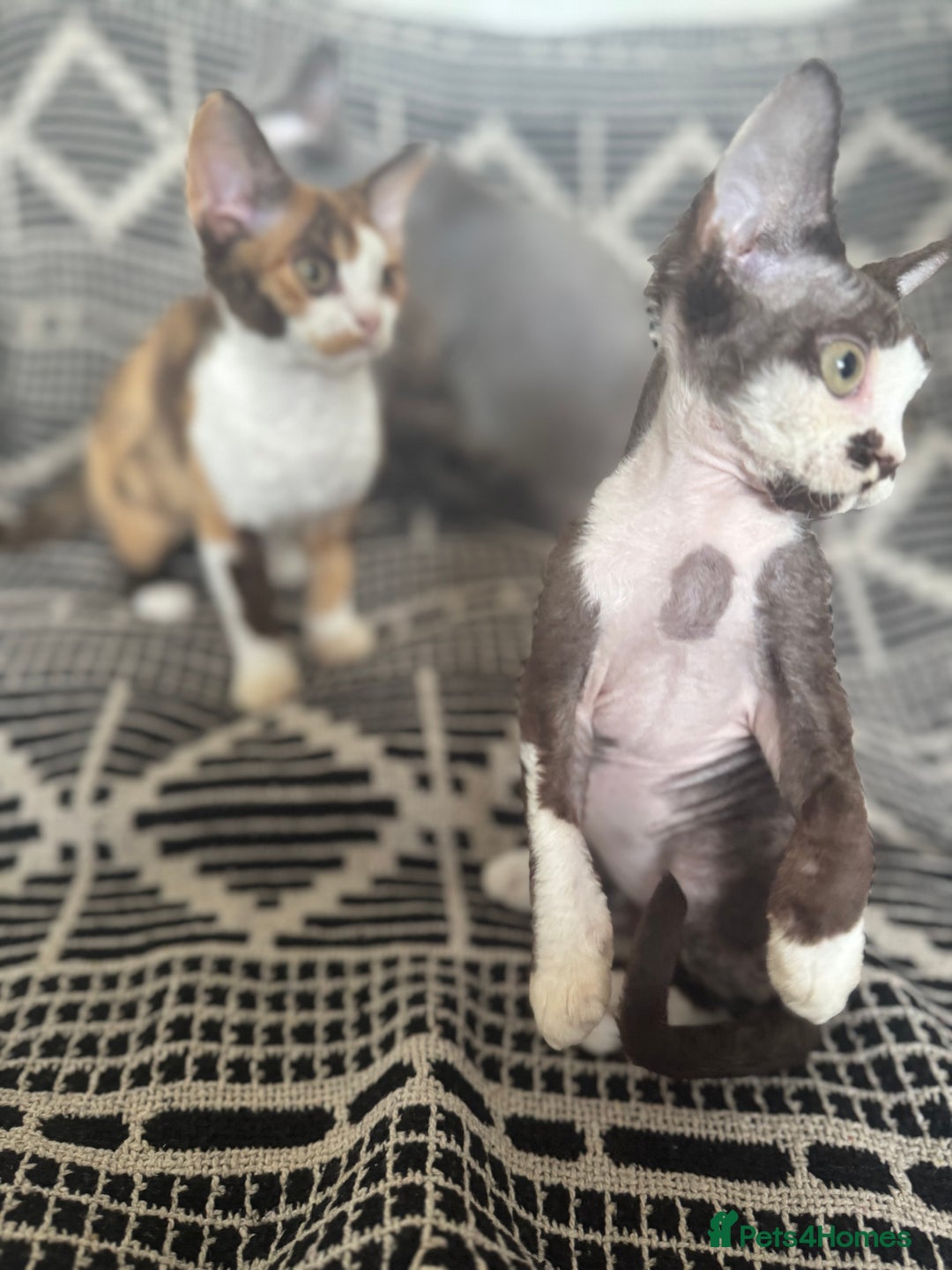 Devon Rex cats for sale: 1 girl left Devon Rex Kittens – Exceptional Type  in Stamford - Image 35