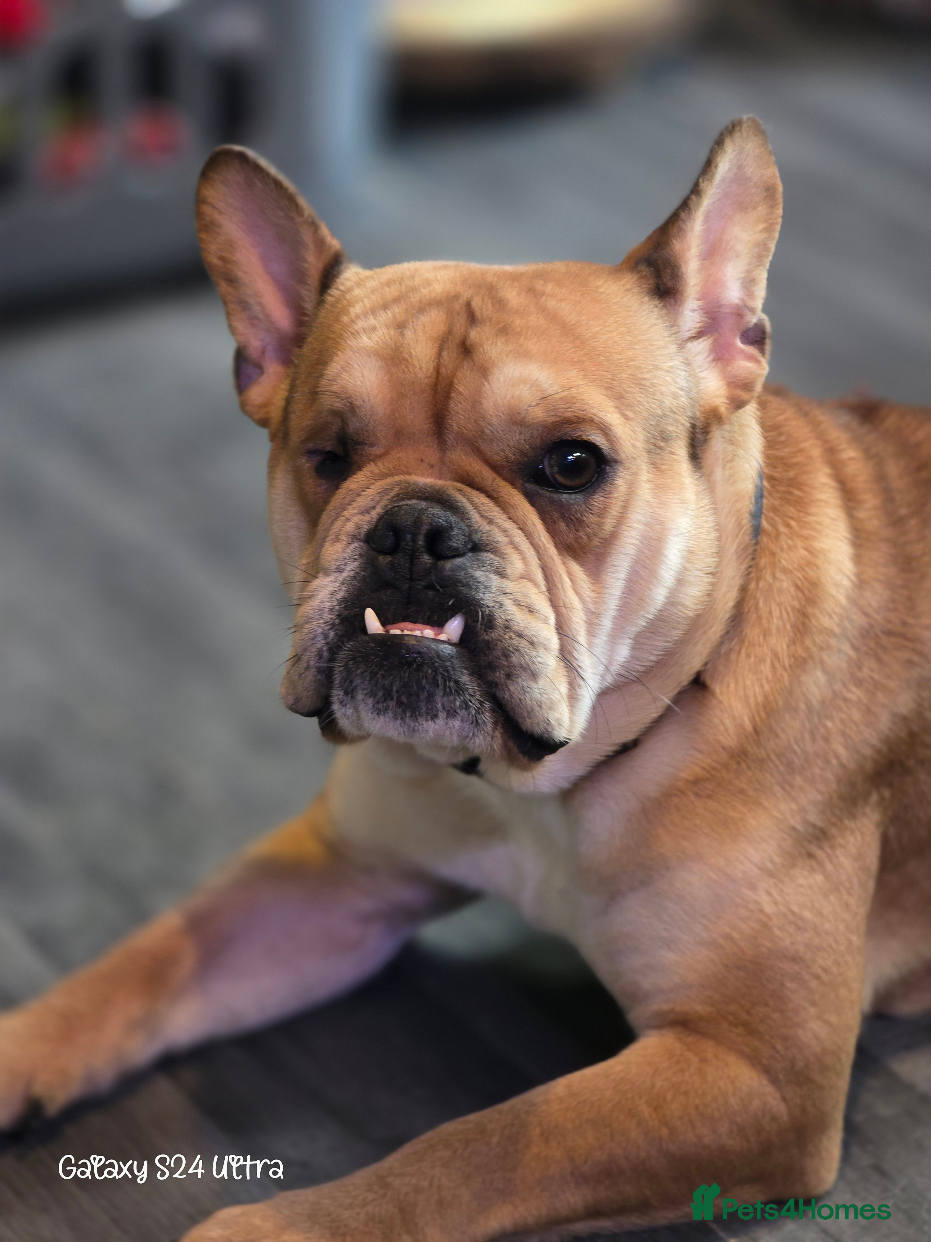 Mixed Breed dogs Freelance Bulldog for Sale - Advert 1