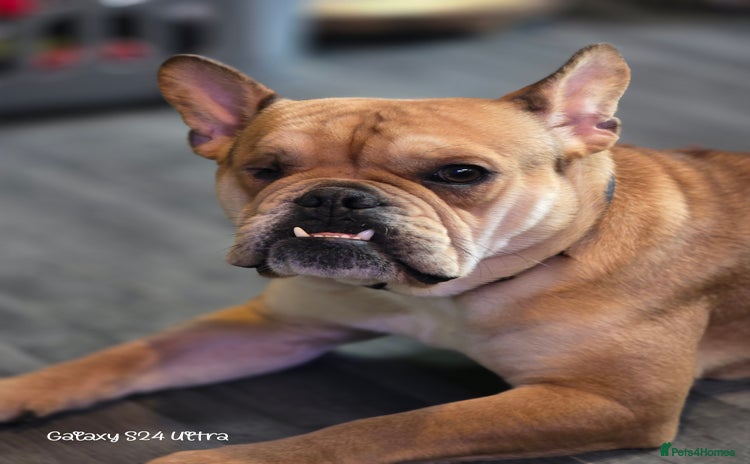 Mixed Breed dogs - Advert 3