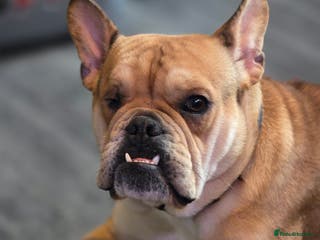 Mixed Breed dogs Freelance Bulldog for Sale - Advert 7