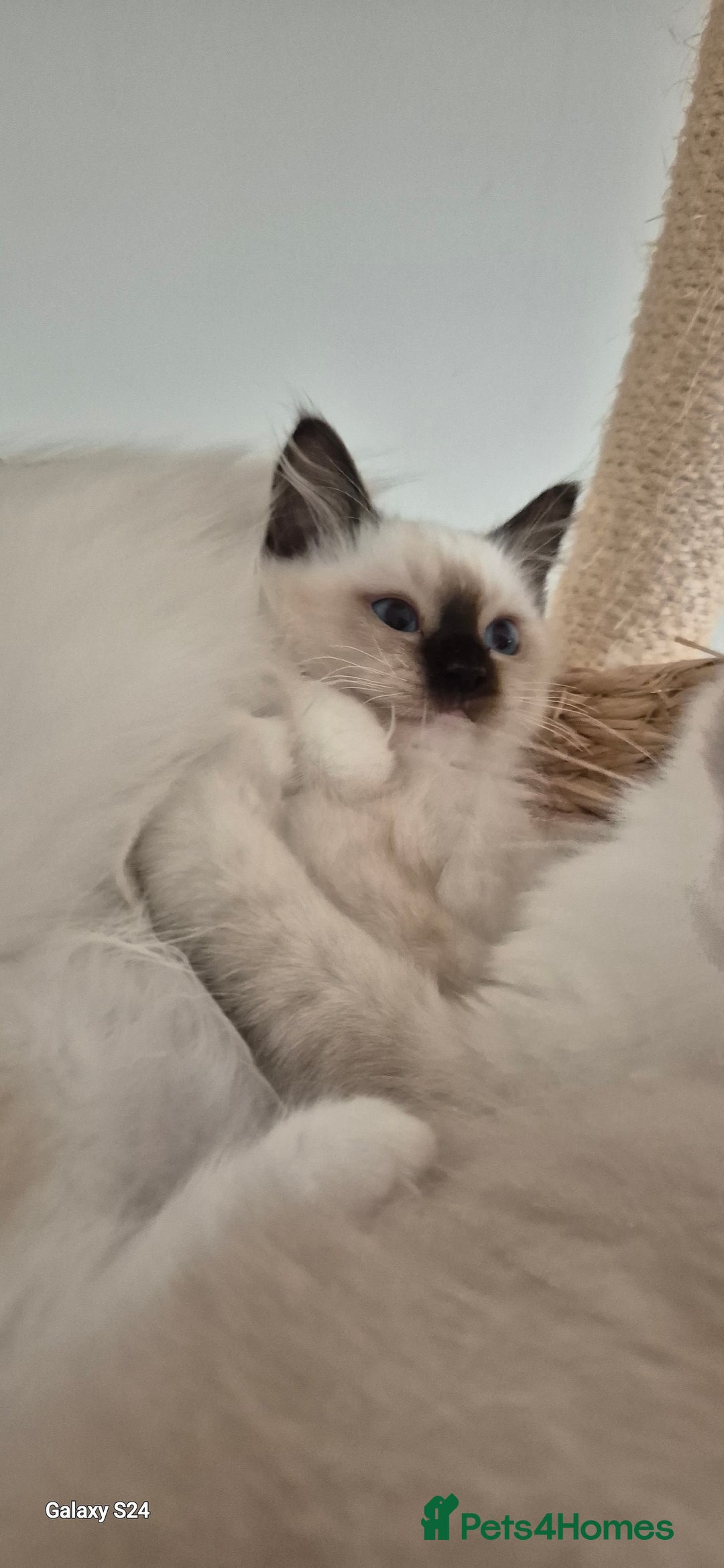 Ragdoll cats for sale: Adorable Loving blue mitted lynx - Image 30