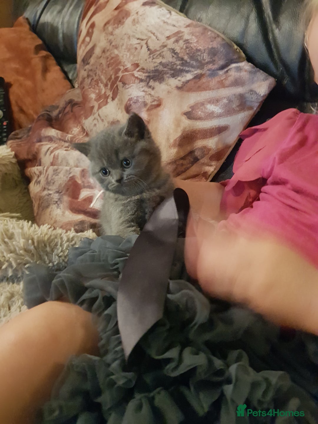 British Shorthair cats for sale: BSH blue Pedigree kittens - Image 4