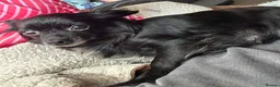 Mixed Breed dogs for sale: 2 male chi-poo  - Advert 10