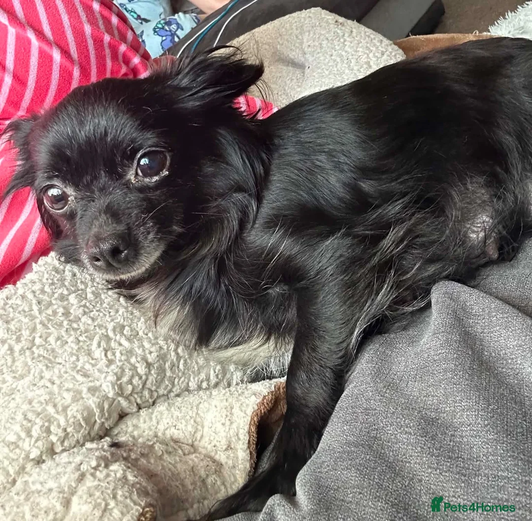 Mixed Breed dogs for sale: 2 male chi-poo  - Advert 10