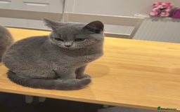 British Shorthair cats for sale: Gorgeous British Shorthair Kittens Chunky, Loving  - Image 20