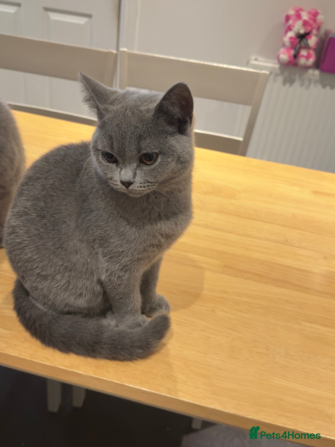 British Shorthair cats for sale: Gorgeous British Shorthair Kittens Chunky, Loving  - Image 20
