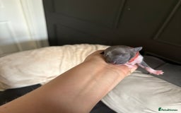 Italian Greyhound dogs for sale: Male Italian greyhound puppies  - Image 11
