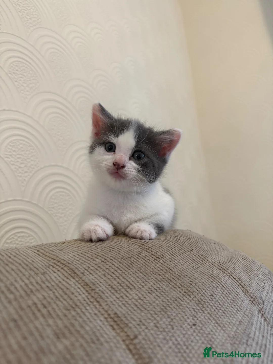 Mixed Breed cats for sale: Beautiful ragdoll cross kittens for sale  - Advert 2