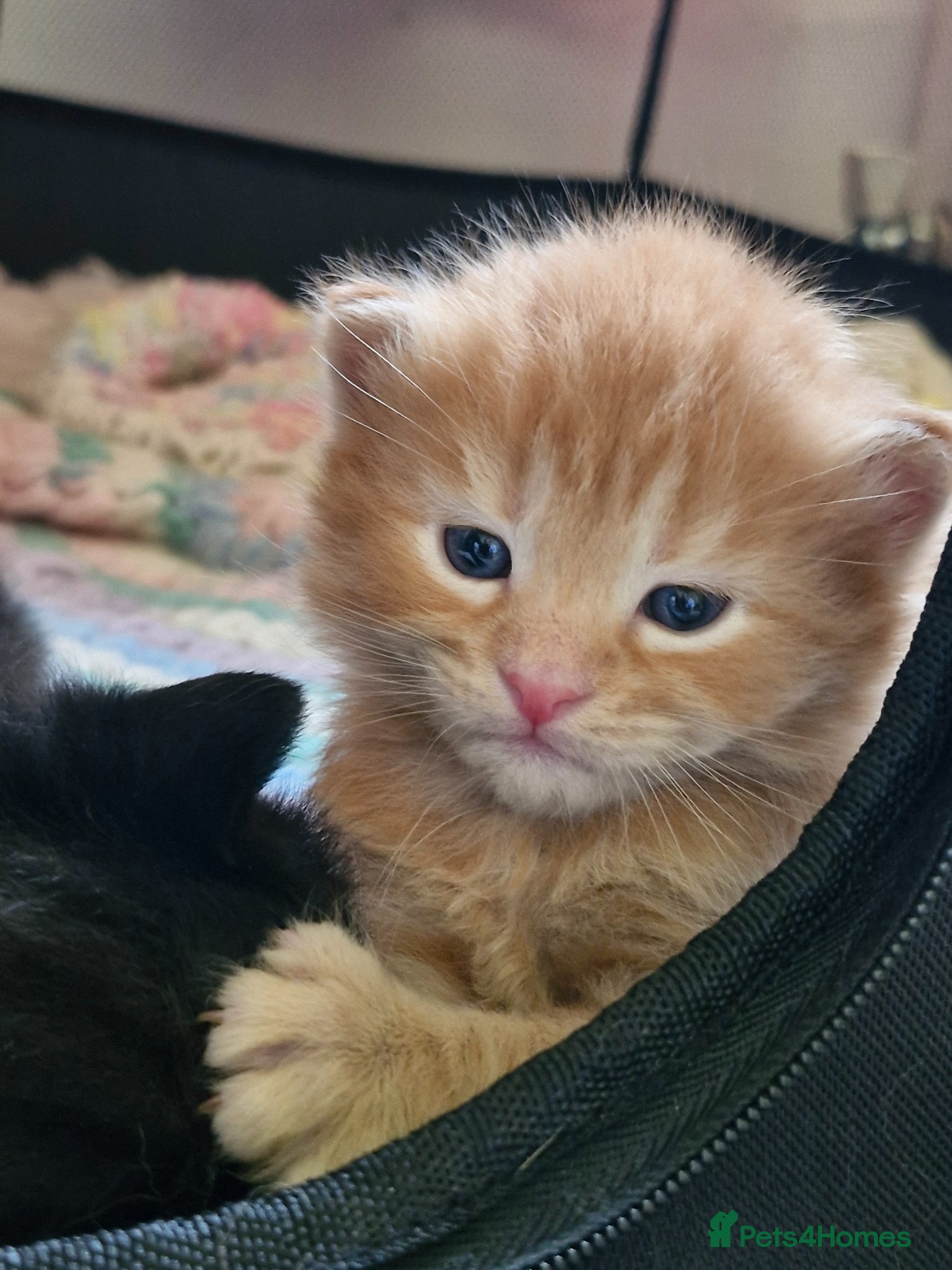 Mixed Breed cats for sale: Cute ginger kittens 1 short haired 2 fluffy  in Liverpool - Advert 9