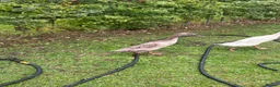 Ducks poultry for sale: 3 x female runner ducks and coop- good home Only in Bridgwater - Advert 4