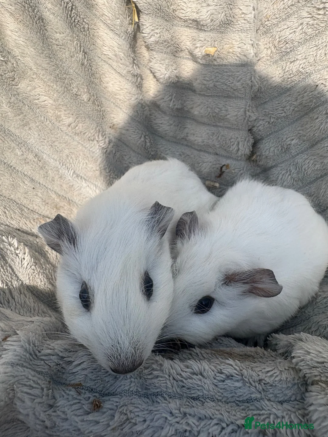 Guinea Pig rodents for sale: 2 handsome guinea pigs in Berkhamsted - Advert 1