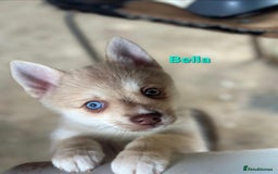 Pomsky dogs for sale: Ready now -Stunning F4 Pomskies, 6kg as adults  - Image 9