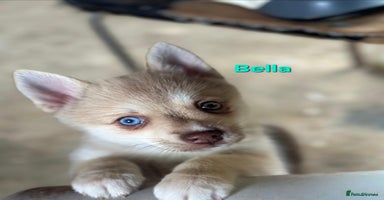 Pomsky dogs - Advert 13