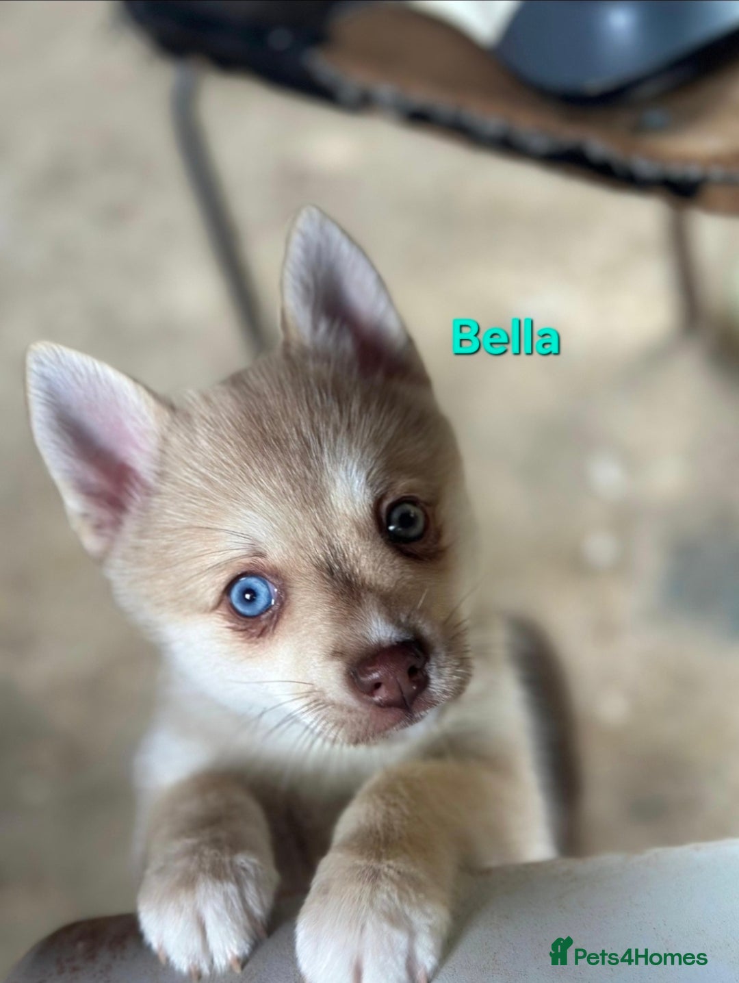 Pomsky dogs for sale: Ready now -Stunning F4 Pomskies, 6kg as adults  - Image 9
