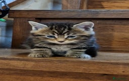 Maine Coon cats for sale: Beautiful Mainecoon X  9 kittens  - Image 10