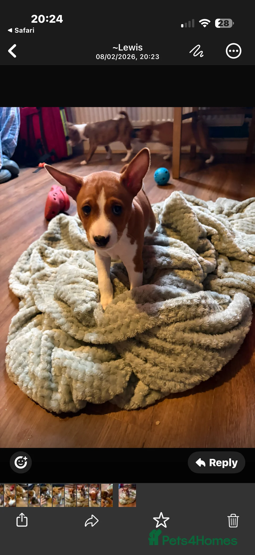 Basenji dogs for sale: 4 remaining basenji puppies left pure basenji  - Advert 12