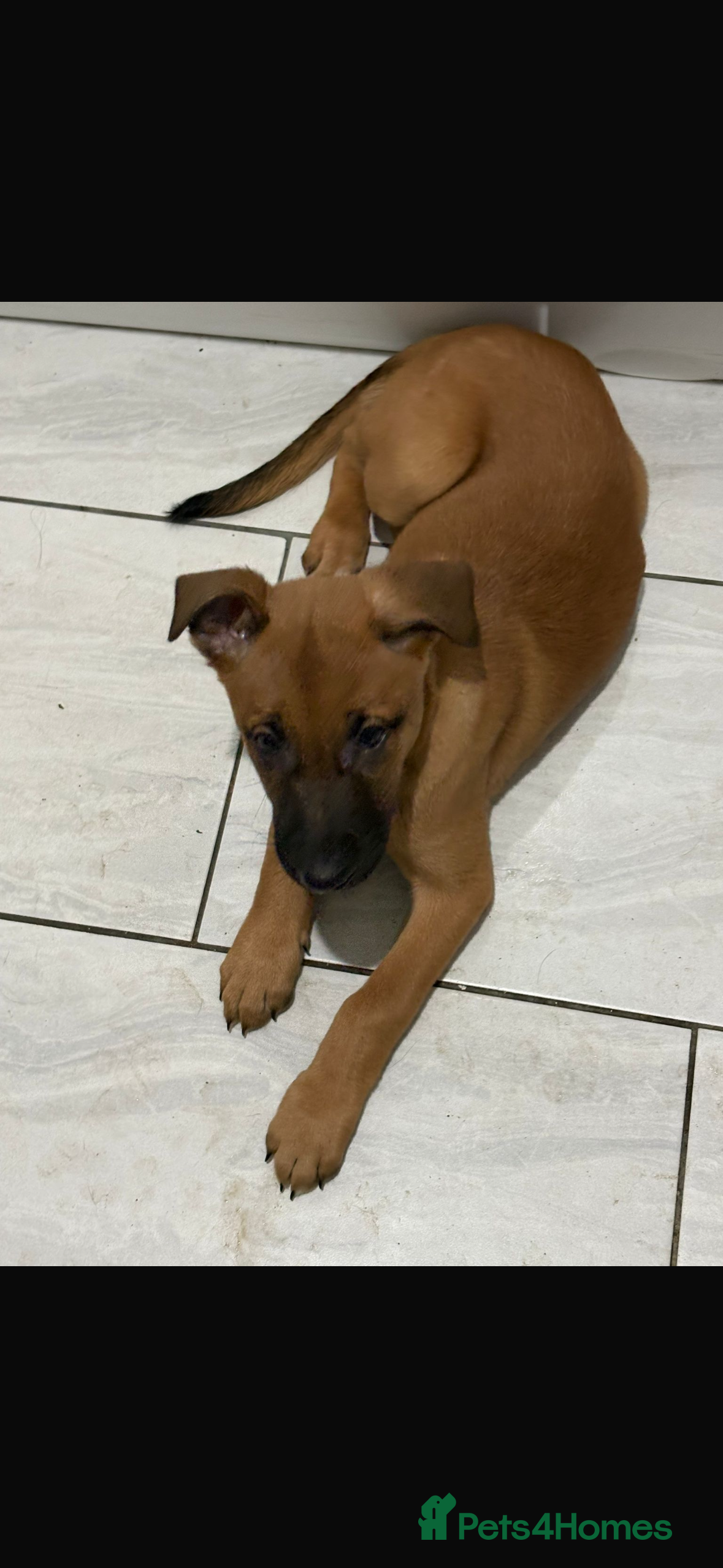 Mixed Breed dogs Mali puppies  - Advert 13