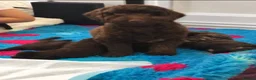 Cockapoo dogs for sale: Extensively health tested parents! F1b toy cockapo in Bishop's Stortford - Advert 8