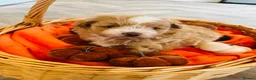 Pomapoo dogs for sale: Stunning pomapoo puppies - Advert 8