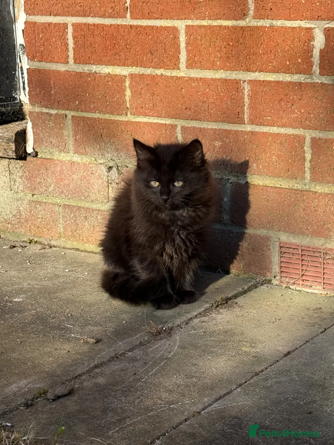 Maine Coon cats for sale: Maine Coon x British Shorthair Kittens  - Advert 1