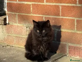 Maine Coon cats Maine Coon x British Shorthair Kittens - Advert 1