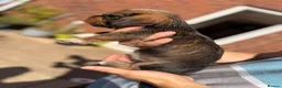 Mixed Breed dogs for sale: Gorgeous puppys wire hair dashhone/Shih Tzu - Advert 9