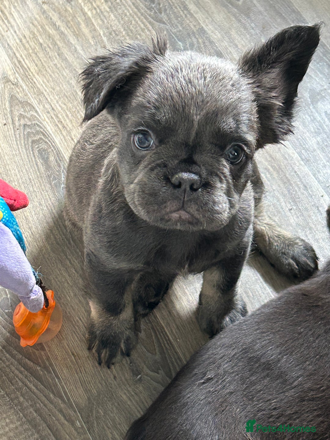 French Bulldog dogs for sale: 🐾Ready now 🔥Fluffy French bulldogs🔥🐾 in Rotherham - Image 19