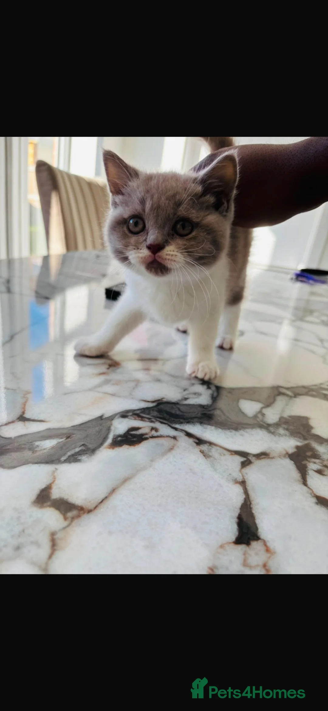 British Shorthair cats for sale: 10 weeks old short haired male Kitten  in Stowmarket - Advert 2