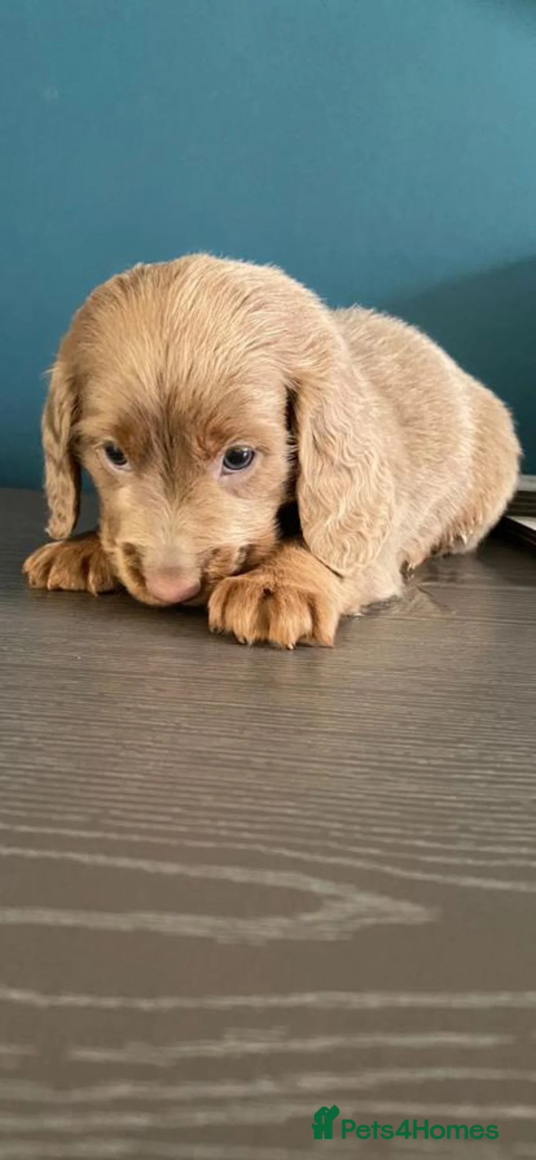 Miniature Dachshund dogs for stud: **RogueRoyales Luxe** PRA Clear Long Hair in Wolverhampton - Advert 25