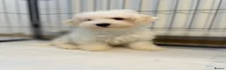 Bichon Frise dogs for sale: Bishion frisé in Larkhall - Advert 2