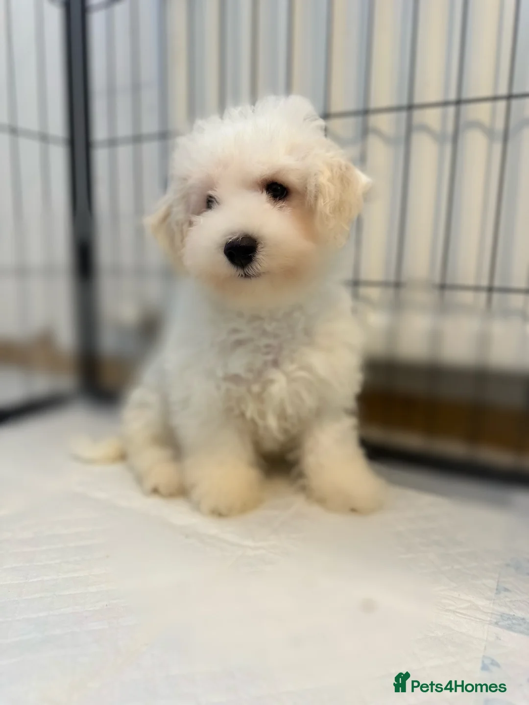 Bichon Frise dogs for sale: Bishion frisé in Larkhall - Advert 2